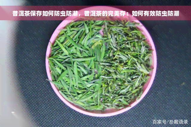 普洱茶保存如何防虫防潮，普洱茶的完美存：如何有效防虫防潮