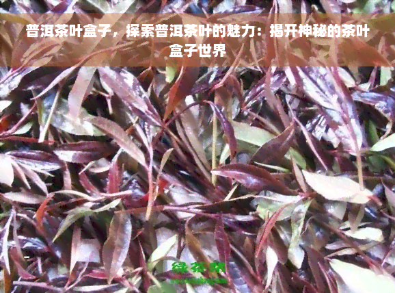 普洱茶叶盒子，探索普洱茶叶的魅力：揭开神秘的茶叶盒子世界