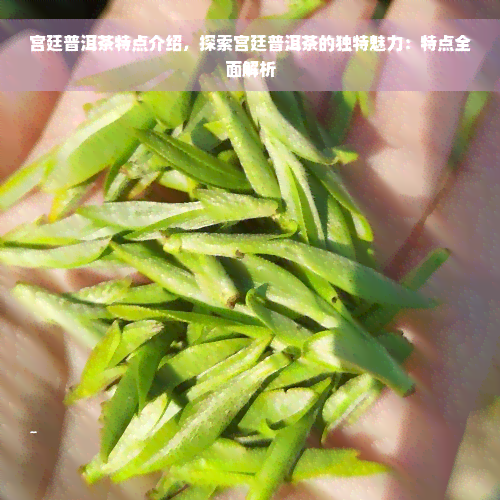 宫廷普洱茶特点介绍，探索宫廷普洱茶的独特魅力：特点全面解析