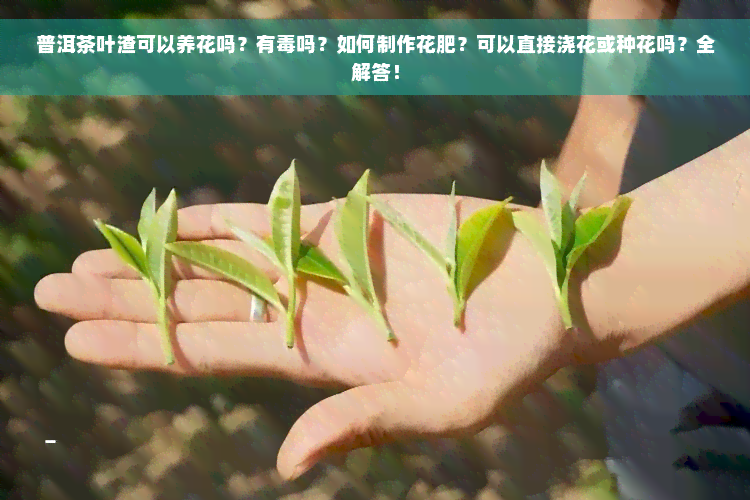 普洱茶叶渣可以养花吗？有毒吗？如何制作花肥？可以直接浇花或种花吗？全解答！