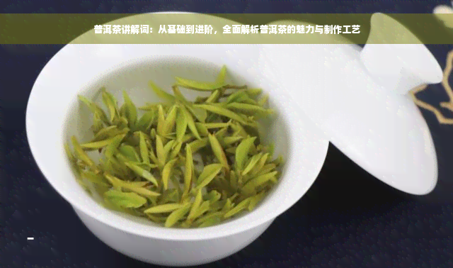 普洱茶讲解词：从基础到进阶，全面解析普洱茶的魅力与制作工艺