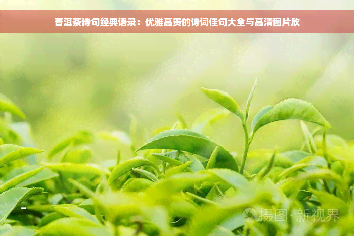 普洱茶诗句经典语录：优雅高贵的诗词佳句大全与高清图片欣