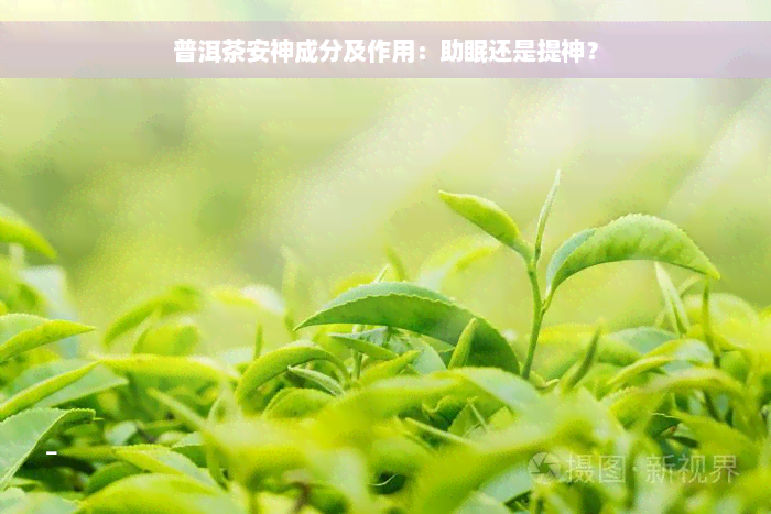 普洱茶安神成分及作用：助眠还是提神？