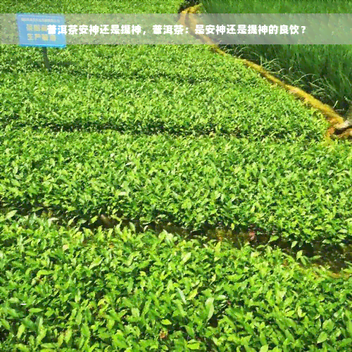 普洱茶安神还是提神，普洱茶：是安神还是提神的良饮？