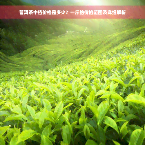 普洱茶中档价格是多少？一斤的价格范围及详细解析