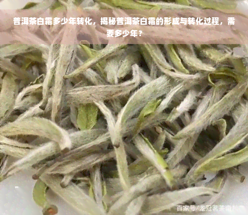 普洱茶白霜多少年转化，揭秘普洱茶白霜的形成与转化过程，需要多少年？