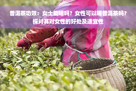 普洱茶功效：女士能喝吗？女性可以喝普洱茶吗？探讨其对女性的好处及适宜性