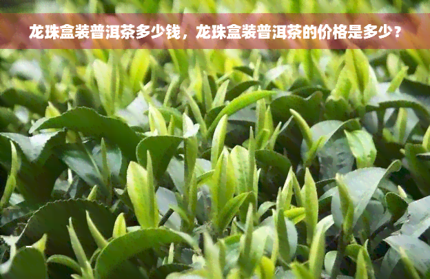 龙珠盒装普洱茶多少钱，龙珠盒装普洱茶的价格是多少？