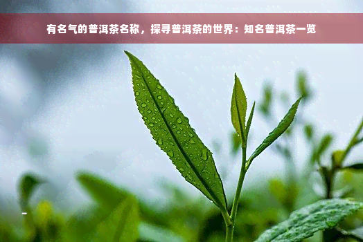 有名气的普洱茶名称，探寻普洱茶的世界：知名普洱茶一览