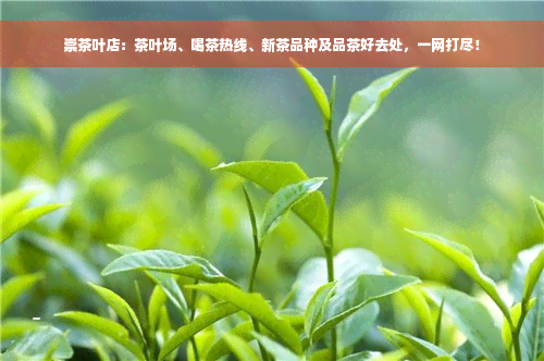 崇茶叶店：茶叶场、喝茶热线、新茶品种及品茶好去处，一网打尽！