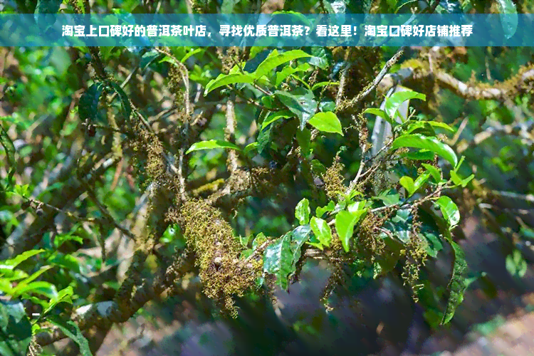 淘宝上口碑好的普洱茶叶店，寻找优质普洱茶？看这里！淘宝口碑好店铺推荐