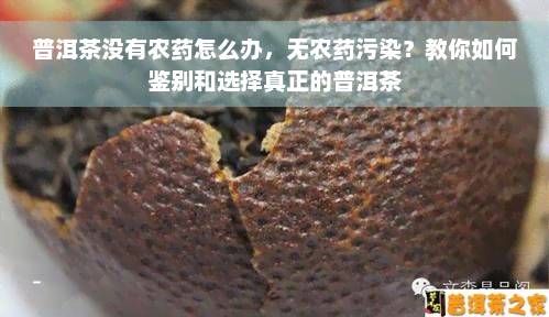 普洱茶没有农药怎么办，无农药污染？教你如何鉴别和选择真正的普洱茶