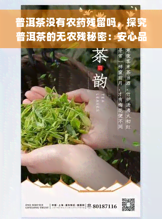 普洱茶没有农药残留吗，探究普洱茶的无农残秘密：安心品味传统茗茶