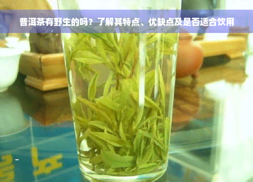 普洱茶有野生的吗？了解其特点、优缺点及是否适合饮用