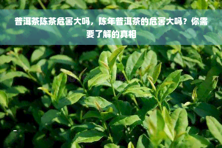 普洱茶陈茶危害大吗，陈年普洱茶的危害大吗？你需要了解的真相