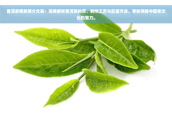 普洱茶喝茶简介文案：深度解析普洱茶的历、制作工艺与品鉴方法，带你领略中国茶文化的魅力。