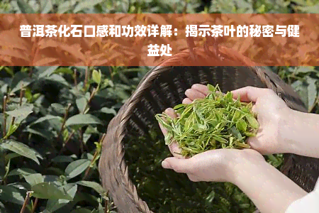 普洱茶化石口感和功效详解：揭示茶叶的秘密与健益处