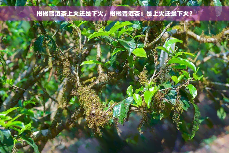 柑橘普洱茶上火还是下火，柑橘普洱茶：是上火还是下火？