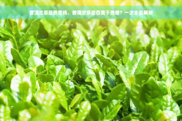 普洱沱茶是熟普吗，普洱沱茶是否属于熟普？一次全面解析