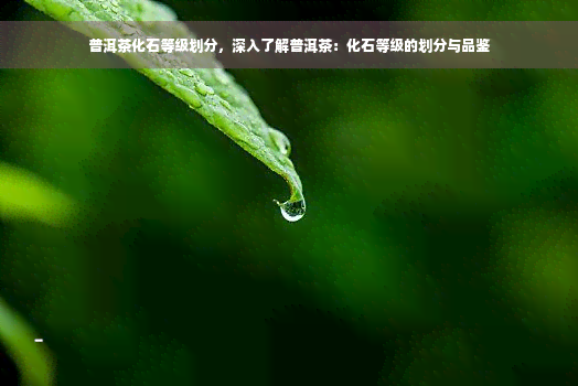 普洱茶化石等级划分，深入了解普洱茶：化石等级的划分与品鉴