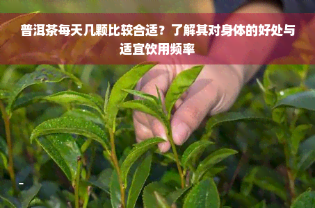 普洱茶每天几颗比较合适？了解其对身体的好处与适宜饮用频率