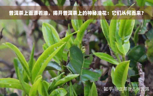 普洱茶上面漂着油，揭开普洱茶上的神秘油花：它们从何而来？