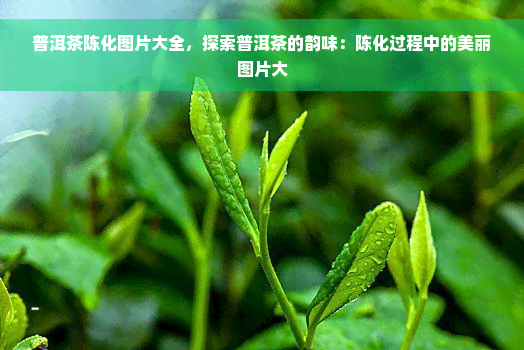 普洱茶陈化图片大全，探索普洱茶的韵味：陈化过程中的美丽图片大