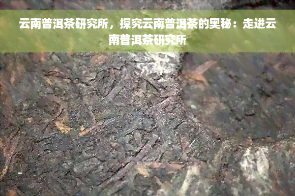 云南普洱茶研究所，探究云南普洱茶的奥秘：走进云南普洱茶研究所