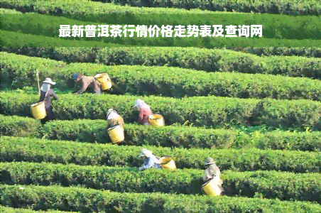 最新普洱茶行情价格走势表及查询网