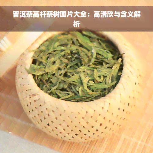 普洱茶高杆茶树图片大全：高清欣与含义解析