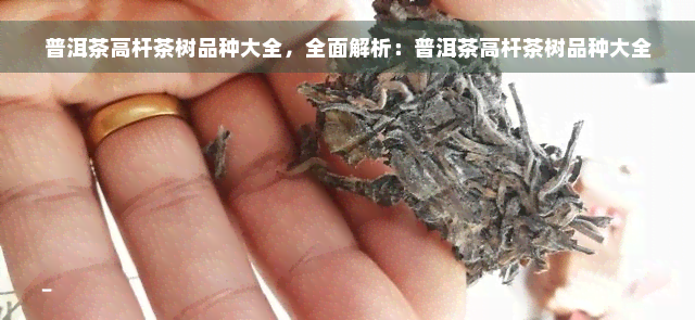 普洱茶高杆茶树品种大全，全面解析：普洱茶高杆茶树品种大全