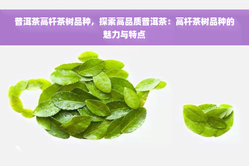 普洱茶高杆茶树品种，探索高品质普洱茶：高杆茶树品种的魅力与特点