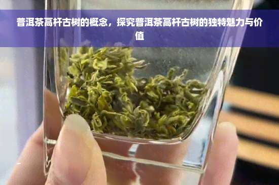 普洱茶高杆古树的概念，探究普洱茶高杆古树的独特魅力与价值