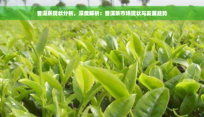 普洱茶现状分析，深度解析：普洱茶市场现状与发展趋势