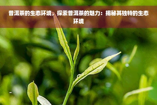 普洱茶的生态环境，探索普洱茶的魅力：揭秘其独特的生态环境