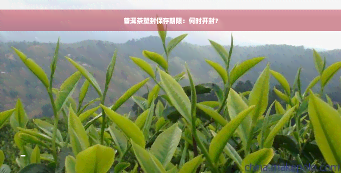 普洱茶塑封保存期限：何时开封？