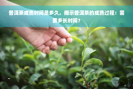 普洱茶成熟时间是多久，揭示普洱茶的成熟过程：需要多长时间？