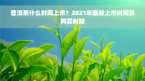 普洱茶什么时间上市？2021年最新上市时间及购买时期