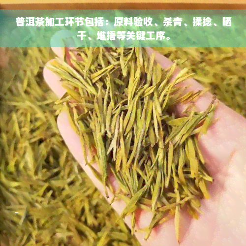 普洱茶加工环节包括：原料验收、杀青、揉捻、晒干、堆捂等关键工序。