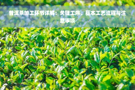 普洱茶加工环节详解：关键工序、基本工艺流程与注意事项