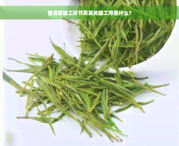 普洱茶加工环节及其关键工序是什么？