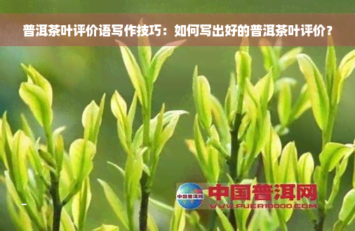 普洱茶叶评价语写作技巧：如何写出好的普洱茶叶评价？