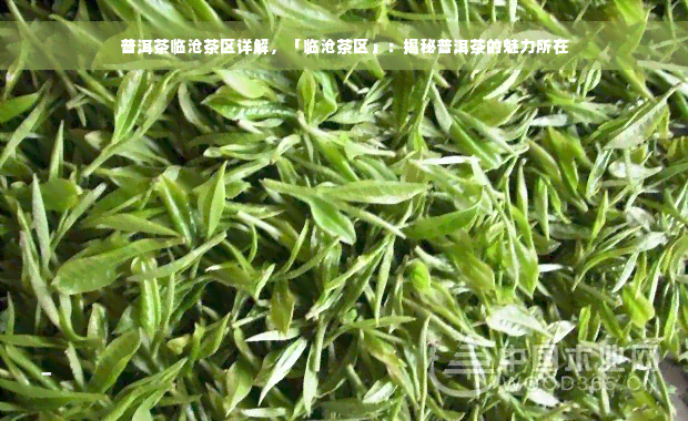 普洱茶临沧茶区详解，「临沧茶区」：揭秘普洱茶的魅力所在