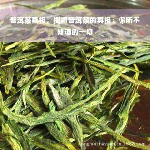 普洱茶真相，揭露普洱茶的真相：你所不知道的一切