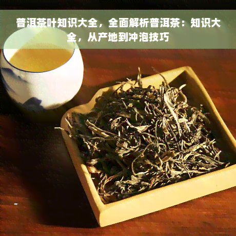 普洱茶叶知识大全，全面解析普洱茶：知识大全，从产地到冲泡技巧