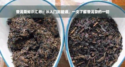 普洱茶知识汇总：从入门到精通，一文了解普洱茶的一切