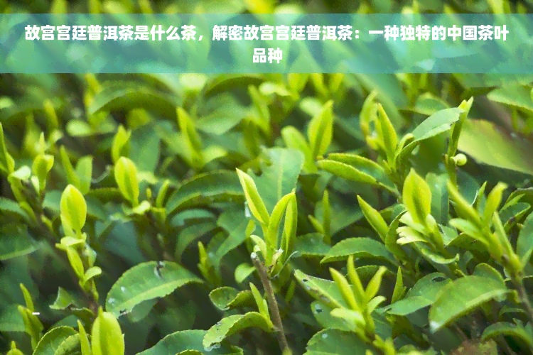 故宫宫廷普洱茶是什么茶，解密故宫宫廷普洱茶：一种独特的中国茶叶品种