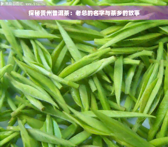 探秘贵州普洱茶：老总的名字与茶乡的故事