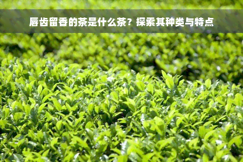 唇齿留香的茶是什么茶？探索其种类与特点