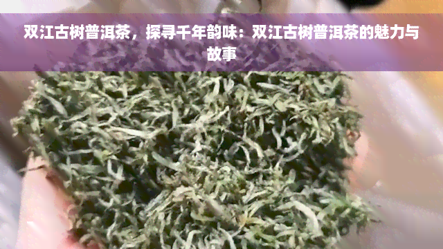 双江古树普洱茶，探寻千年韵味：双江古树普洱茶的魅力与故事